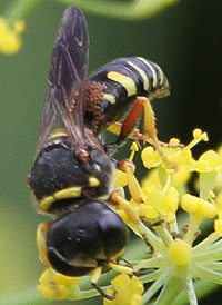 Ectemnius decemmaculatus